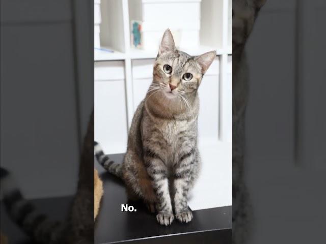 This was an unexcepted moment #funny #reels #shorts #pets #cat #cutecat #funnycats #cats