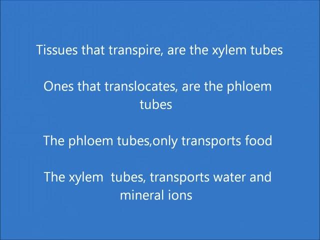 L weiwei - The Phloem & Xylem Song