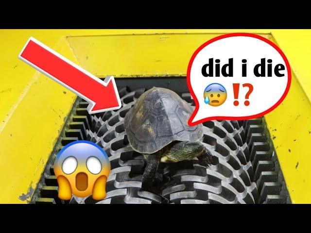 Tortoise vs Shredding Machinewhat happen⁉️#amazing| #experiment| #facts| #shorts| #factstacts