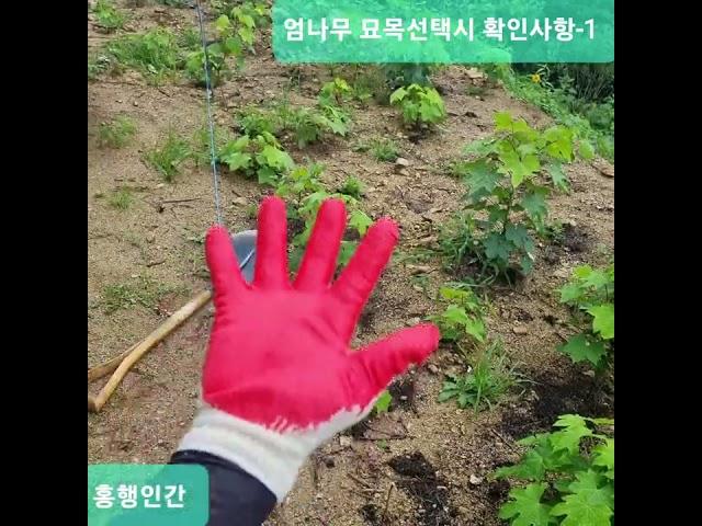 엄나무 묘목선택시 반드시 확인사항-1