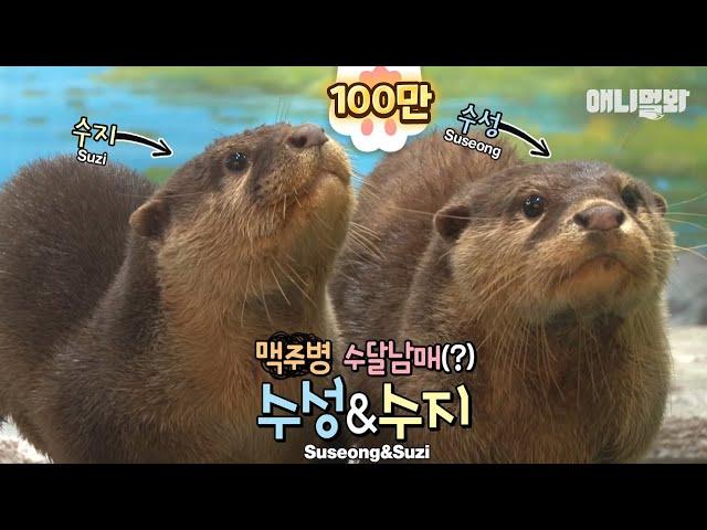 Otters which hate water