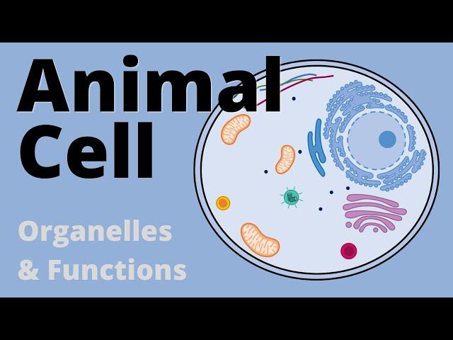 Structure and Function of the ANIMAL CELL explained (Organelles)
