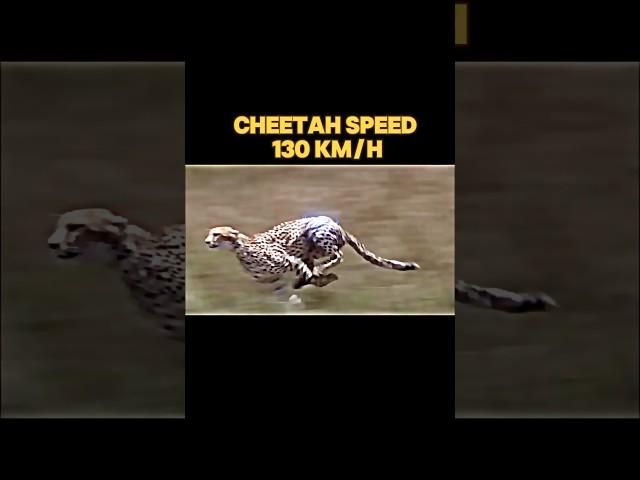 fastest animal in the world #trending #animals #peregrinefalcon #cheetah #blackmarlin #falcon#shorts