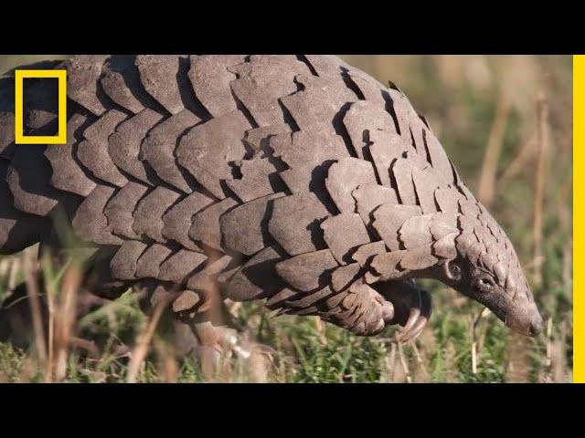 Pangolins: The Most Trafficked Mammal You've Never Heard Of | National Geographic