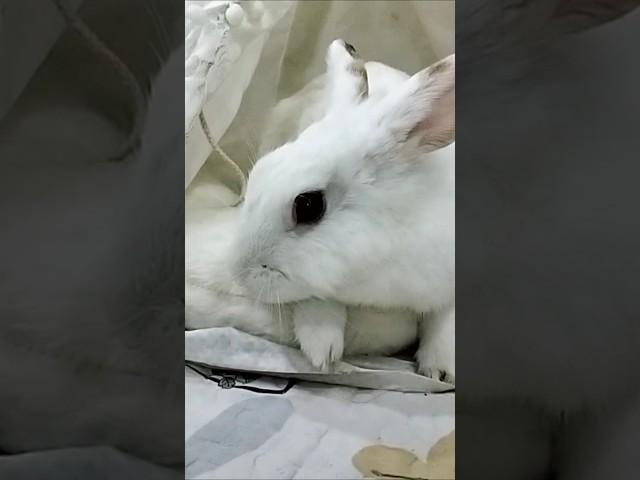 Springy do you love #camping tent? #cutepets #bunny #vlog #lovely