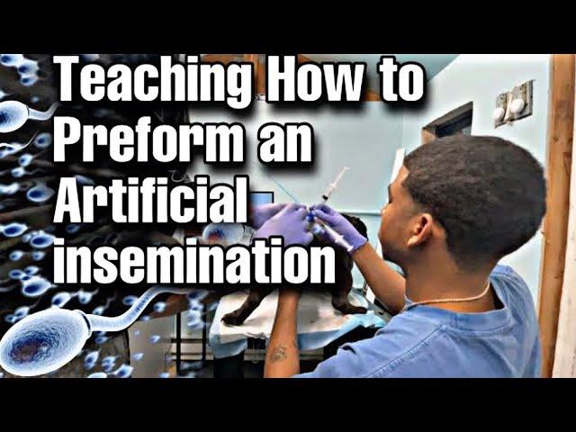 Teaching First timer How to Do an A.I (Artificial Insemination)!