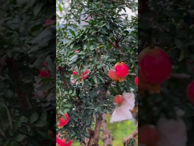 #Anar#pomegranate#shorts#viral#fyp#youtubeshorts#sport#chnnal#agrivologs