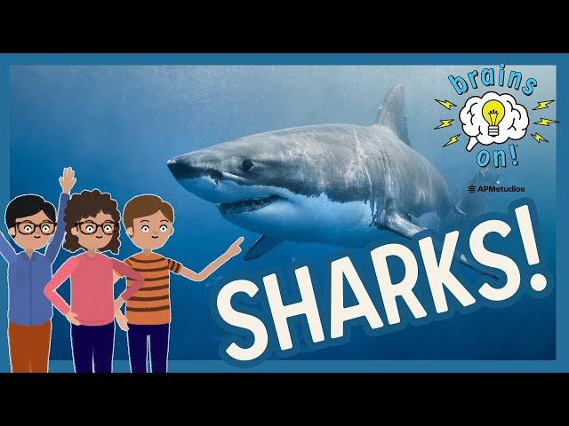 Shark teeth: The sharp bits of a squishy animal | Brains On! Science Podcast For Kids