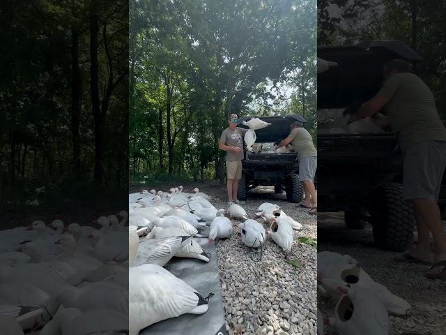 Decoy cleaning day! Who else gives them a good wash before season starts? #decoys #snowgeese #washin