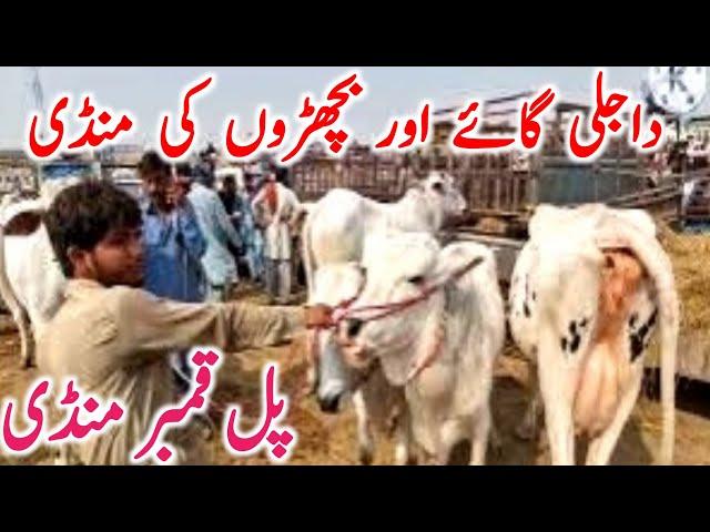 Pull Qamber Cow Mandi | Dajili Cholistani Sahiwal Bachre Qurbani 2025 || Mandi Star