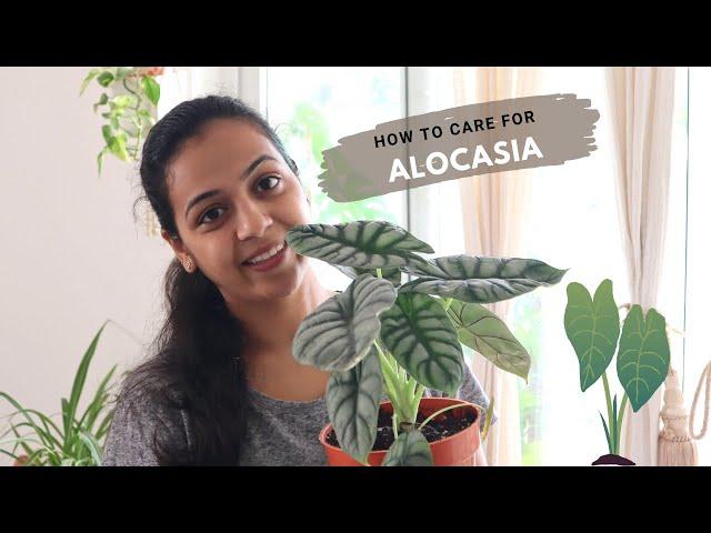 How to Care for Alocasia Plant Indoors | Alocasia Plant Care Guide