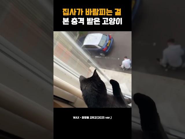 집사가 바람피는 걸 본 충격 받은 고양이