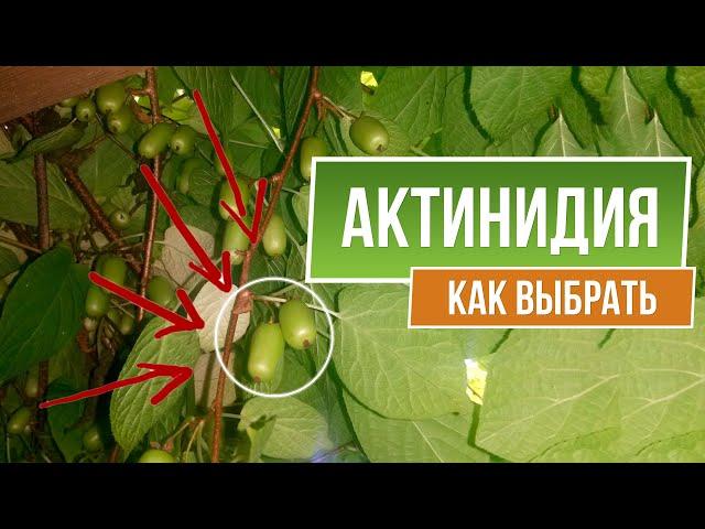 Как выбрать Актинидию   Посадка и Уход