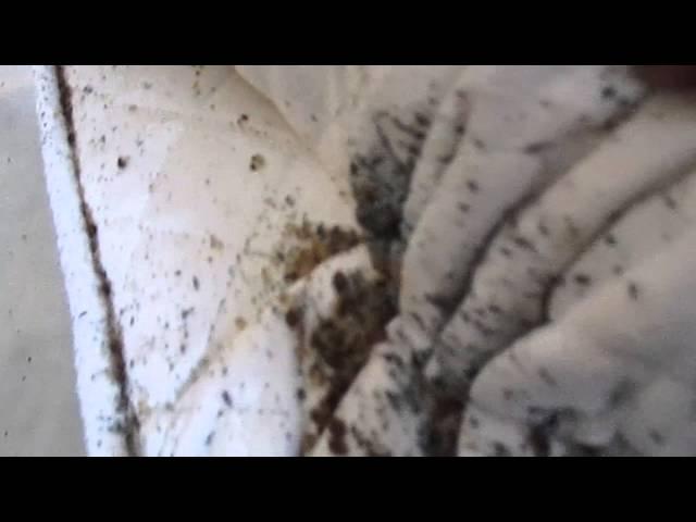 This Home Is Infested With Thousands Of Bed Bugs