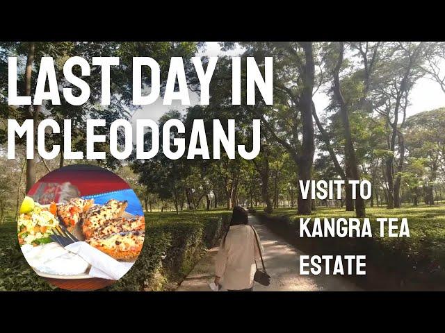 From Mcleodganj to Kangra Tea: The Tea Experience That Will Blow Your Mind!