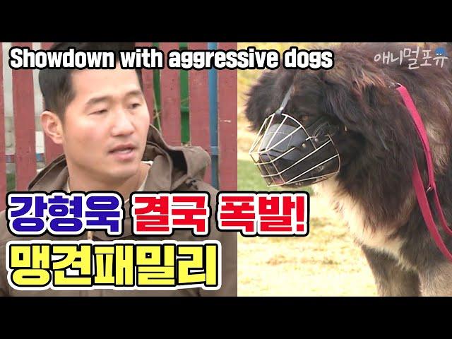 [ENG SUB] Showdown with 'aggressive dog family' [Dogs are incredible][It like a Cesar`s show]
