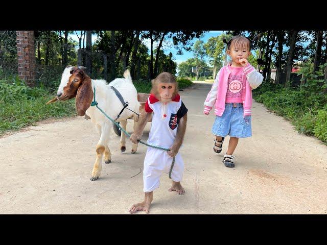 Oh unbelievable Cutis takes goat to pick up Yen Nhi from school