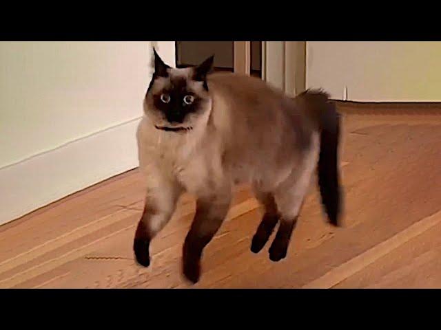 Cats with Comedy Chops Funny and Cute Cats videos 