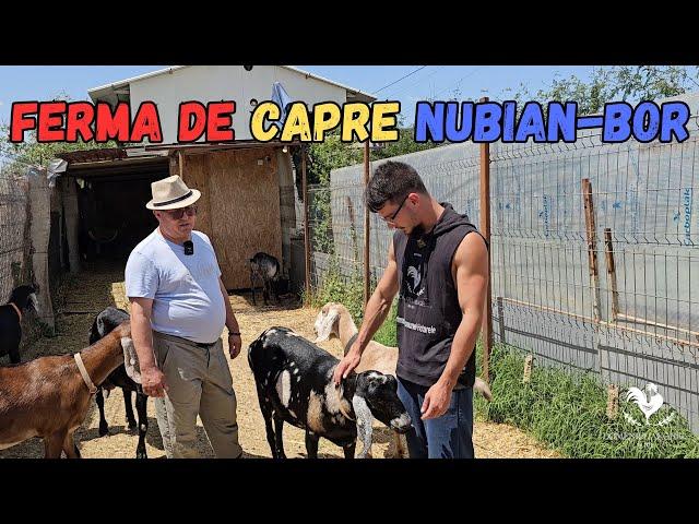 In vizita la Ferma de capre NUBIAN-BOR