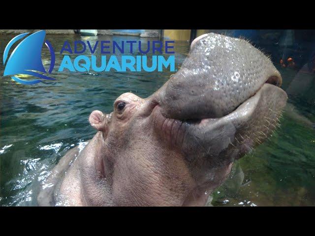 Adventure Aquarium (Camden, NJ) Tour & Review with The Legend