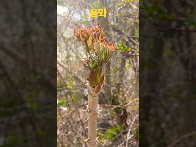 야야 두릅아 널 무침할까 아님 초장에 찍어먹을까나#봄#두릅#야산#예쁘다#shorts
