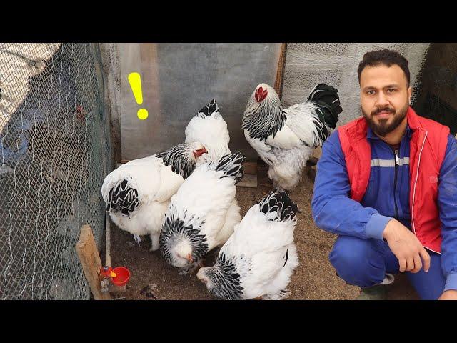 Biggest Chicken Breed - Giant Brahma Chicken Features!