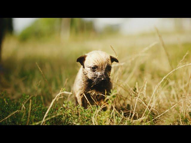 Im Land der Streuner! - Eine Dokumentation für den Tierschutz