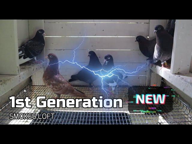 Building The Family : Smokes Loft 1st Generation Roller Pigeons