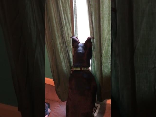 watching the rain