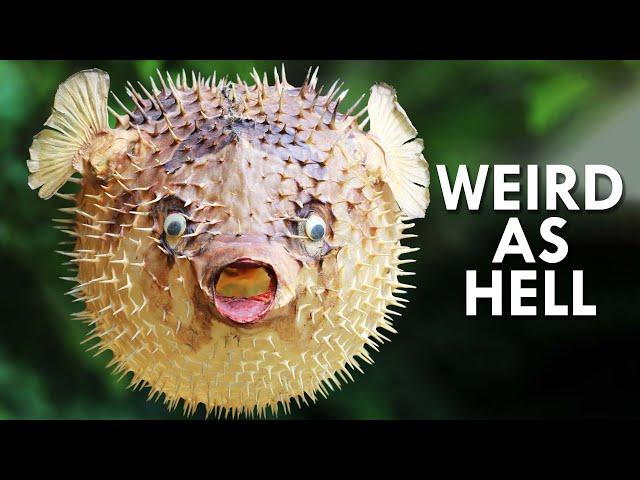 These Startling Animals Are Weird As Hell