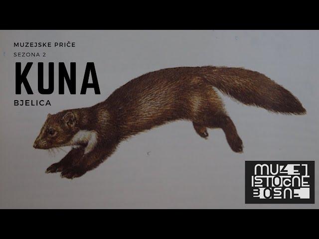 Kuna bjelica (eng. White breasted marten / lat. Martes foina)