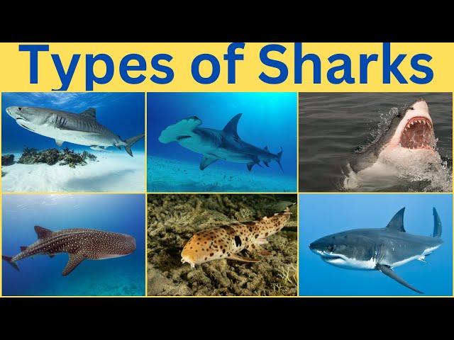 Types of Sharks | Learn Different types of sharks