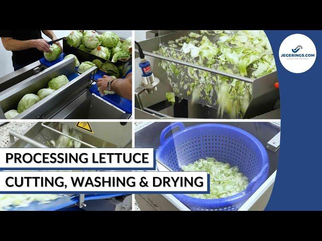 Lettuce Processing Line | Cutting, Washing & Drying Salad | Vegetable Processing Machinery