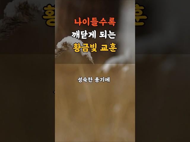 행복한 노후를 위한 인생의 황금빛 지혜 4가지 l 인생의 황금기에 새롭게 알게 되는 필요한 마음가짐 l #sorts #노후 #노후지혜 #노후준비 #인생조언 #명언#지혜 #행복한