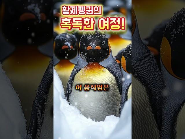 #황제펭귄 #지식 #동물 #다큐멘터리 #shrots
