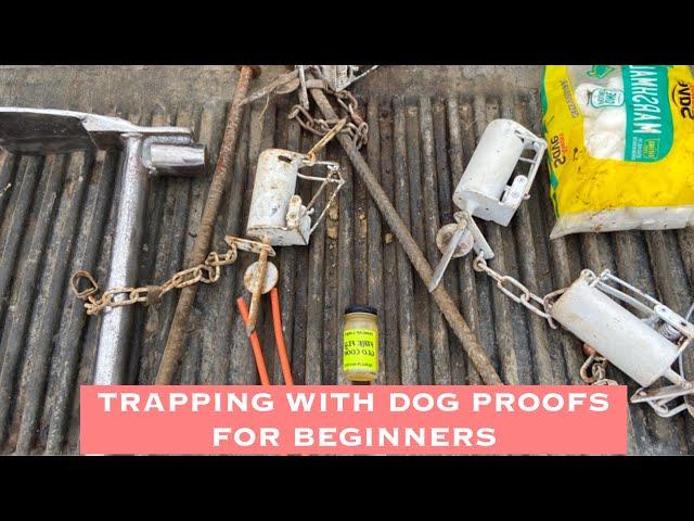 RACCOON TRAPPING WITH DOG PROOFS FOR BEGINNERS "FIND THE TRAILS"