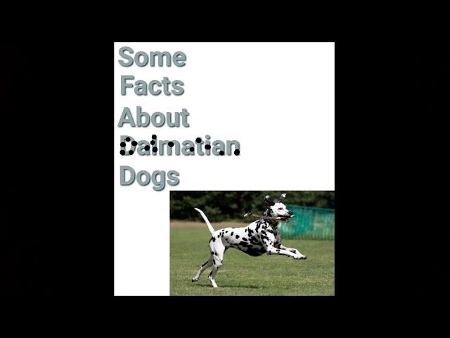 Useful facts about Dalmatian dogs