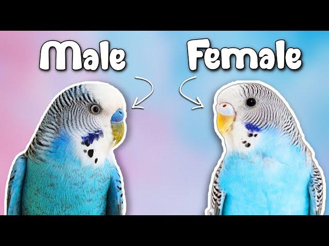 How to Tell if Your Budgie is a MALE or FEMALE?