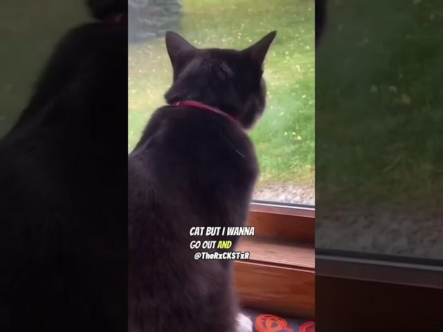 Upset Cat! - RxCKSTxR Comedy Voiceover!