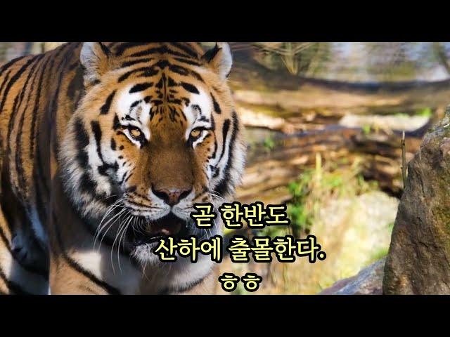 나 한반도 산하에 곧 출몰한다. 영원한 방랑객, 대한민국에 호랑이 출몰을 고대하며~~~