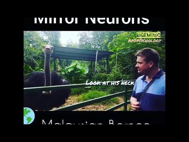 Mirror neuron 거울뉴런 in Kara Kinabalu 코타키나발루