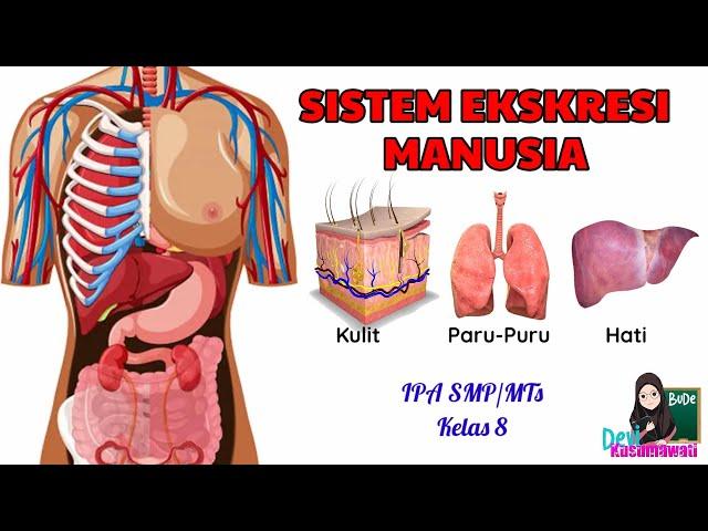 Sistem Ekskresi Manusia | Struktur dan Fungsi Organ EksSkresi | Kulit, Paru-Paru, Hati - IPA Kelas 8