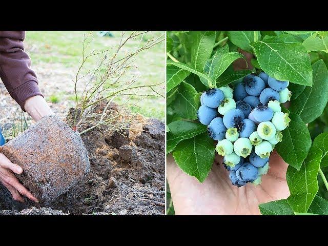 How to Grow Blueberries, Complete Growing Guide