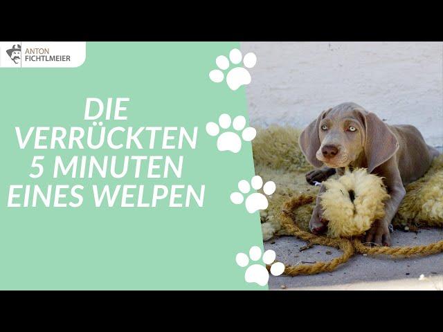 Die verrückten 5 Minuten eines Welpen