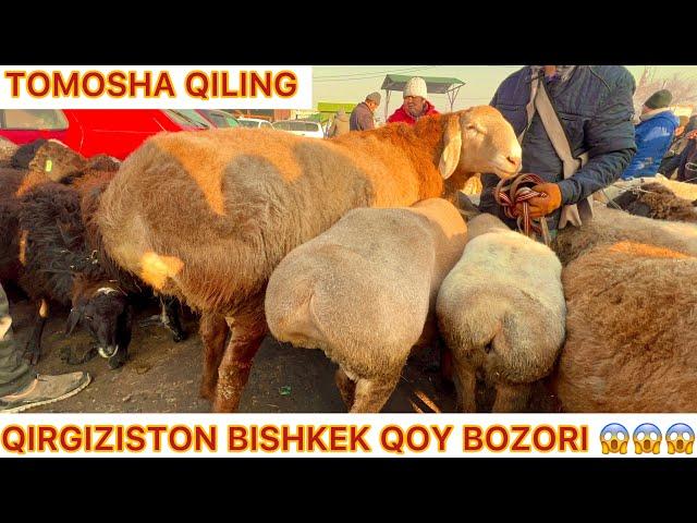 QIRGIZISTON BISHKEK QOY BOZORI ARASHAN NARXLARI BILAN TANISHING TOMOSHA