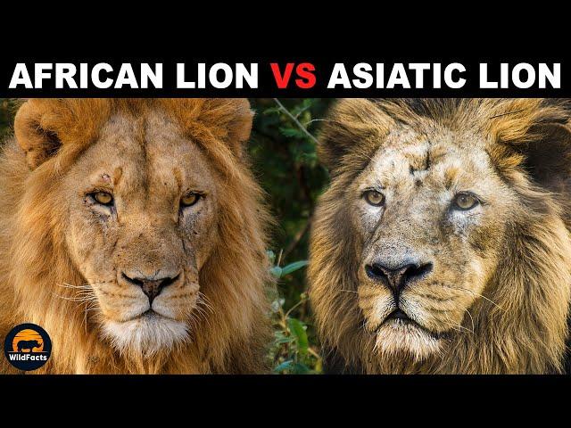 What Is The Difference Between African Lions and Asian Lions?