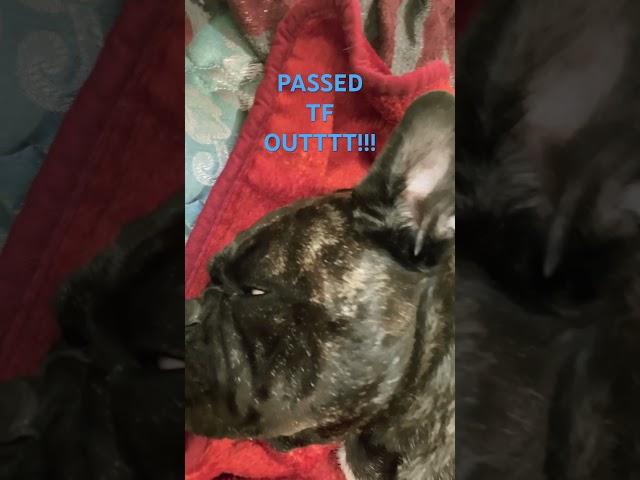 #funny #dog #doglover  #lazy #nap