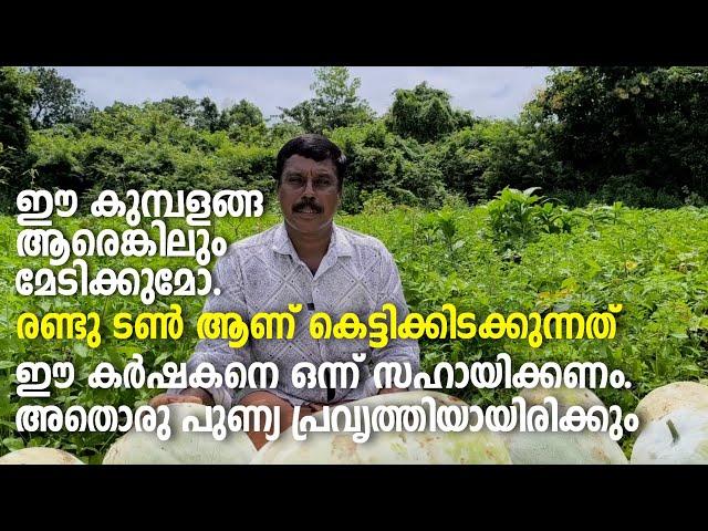 Farmer | Story | ഈ കുമ്പളങ്ങ ആരെങ്കിലും മേടിക്കുമോ. രണ്ടു ടൺ ആണ് കെട്ടിക്കിടക്കുന്നത്