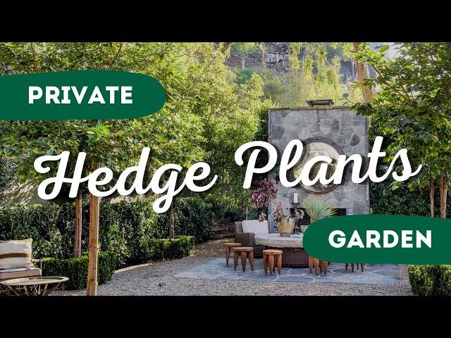 10 Best Hedge Plants for a Lush and Private Garden  Secrets to a Beautiful Outdoor Space! 