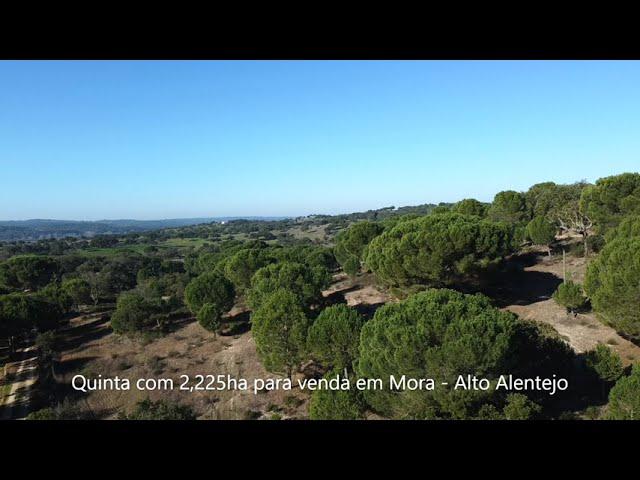 Quinta para venda em Mora - Alto Alentejo